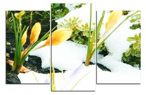 Obraz na plátně - Časné jarní květiny 1242C (90x60 cm)