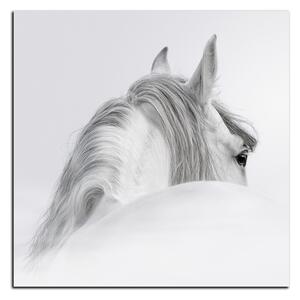 Obraz na plátně - Andaluský kůň v mlze - čtverec 3219A (50x50 cm)