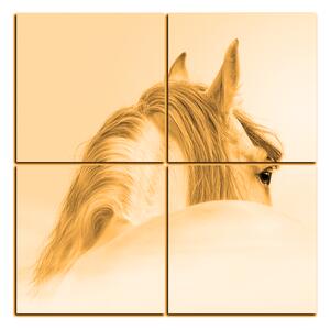 Obraz na plátně - Andaluský kůň v mlze - čtverec 3219FD (60x60 cm)