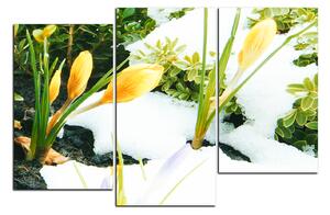 Obraz na plátně - Časné jarní květiny 1242D (150x100 cm)