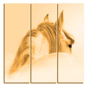Obraz na plátně - Andaluský kůň v mlze - čtverec 3219FB (75x75 cm)