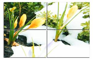 Obraz na plátně - Časné jarní květiny 1242E (90x60 cm)