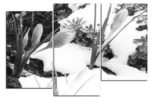 Obraz na plátně - Časné jarní květiny 1242QD (120x80 cm)
