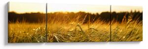 Obraz orosené trávy (170x50 cm)