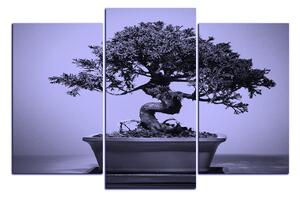 Obraz na plátně - Bonsai 1244VC (150x100 cm)