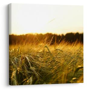 Obraz orosené trávy (30x30 cm)