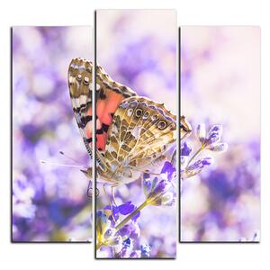 Obraz na plátně - Motýl na levandule - čtverec 3221C (75x75 cm)