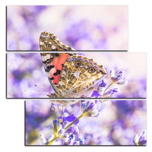 Obraz na plátně - Motýl na levandule - čtverec 3221D (75x75 cm)