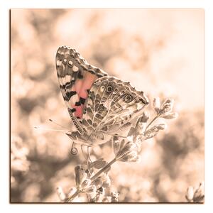 Obraz na plátně - Motýl na levandule - čtverec 3221FA (50x50 cm)