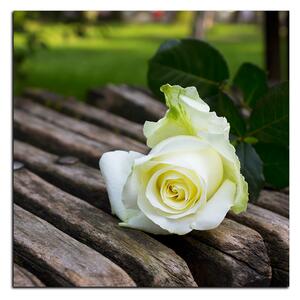 Obraz na plátně - Bílá růže na lavici - čtverec 3224A (50x50 cm)