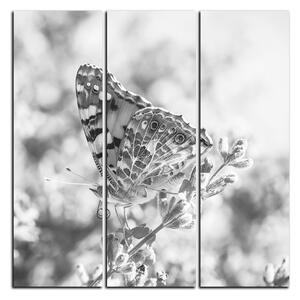 Obraz na plátně - Motýl na levandule - čtverec 3221QB (75x75 cm)