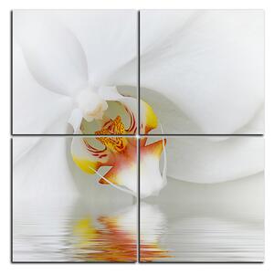 Obraz na plátně - Detailní záběr bílé orchideje - čtverec 3223E (60x60 cm)