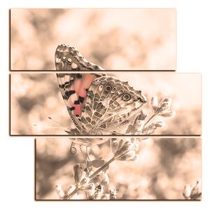Obraz na plátně - Motýl na levandule - čtverec 3221FD (75x75 cm)