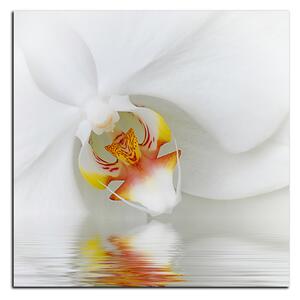 Obraz na plátně - Detailní záběr bílé orchideje - čtverec 3223A (50x50 cm)