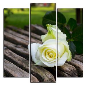 Obraz na plátně - Bílá růže na lavici - čtverec 3224C (75x75 cm)