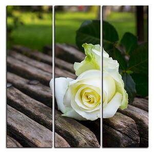 Obraz na plátně - Bílá růže na lavici - čtverec 3224B (75x75 cm)