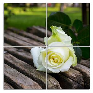Obraz na plátně - Bílá růže na lavici - čtverec 3224E (60x60 cm)