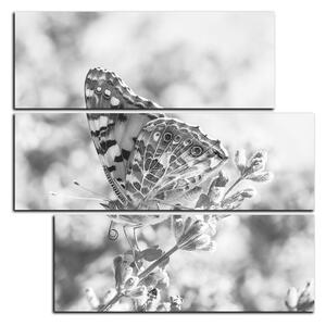 Obraz na plátně - Motýl na levandule - čtverec 3221QD (75x75 cm)