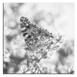 Obraz na plátně - Motýl na levandule - čtverec 3221QA (50x50 cm)
