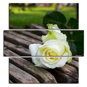 Obraz na plátně - Bílá růže na lavici - čtverec 3224D (75x75 cm)