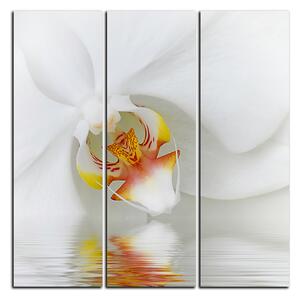 Obraz na plátně - Detailní záběr bílé orchideje - čtverec 3223B (75x75 cm)