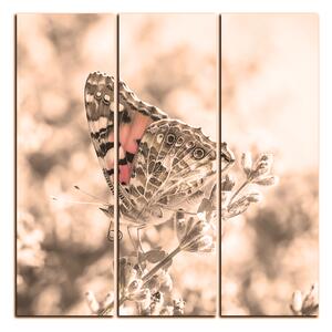 Obraz na plátně - Motýl na levandule - čtverec 3221FB (75x75 cm)