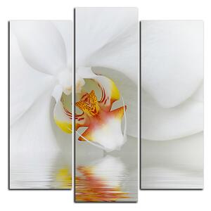 Obraz na plátně - Detailní záběr bílé orchideje - čtverec 3223C (75x75 cm)