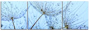 Obraz na plátně - Pampelišková semínka s kapkami vody - panoráma 5202C (90x30 cm)