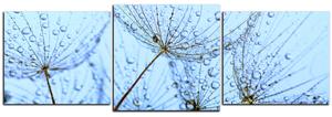Obraz na plátně - Pampelišková semínka s kapkami vody - panoráma 5202D (150x50 cm)