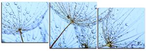 Obraz na plátně - Pampelišková semínka s kapkami vody - panoráma 5202E (90x30 cm)