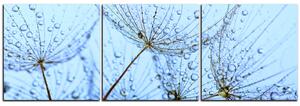 Obraz na plátně - Pampelišková semínka s kapkami vody - panoráma 5202B (150x50 cm)