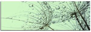 Obraz na plátně - Pampeliška s kapkami vody - panoráma 5203A (105x35 cm)
