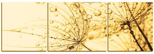 Obraz na plátně - Pampeliška s kapkami vody - panoráma 5203FC (150x50 cm)