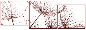 Obraz na plátně - Pampelišková semínka s kapkami vody - panoráma 5202KE (150x50 cm)