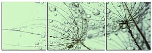Obraz na plátně - Pampeliška s kapkami vody - panoráma 5203C (90x30 cm)