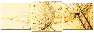 Obraz na plátně - Pampeliška s kapkami vody - panoráma 5203FD (150x50 cm)