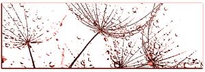 Obraz na plátně - Pampelišková semínka s kapkami vody - panoráma 5202KA (105x35 cm)
