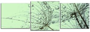 Obraz na plátně - Pampeliška s kapkami vody - panoráma 5203D (150x50 cm)