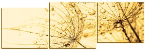 Obraz na plátně - Pampeliška s kapkami vody - panoráma 5203FE (150x50 cm)