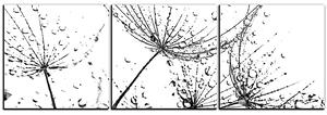 Obraz na plátně - Pampelišková semínka s kapkami vody - panoráma 5202QB (150x50 cm)