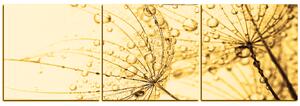 Obraz na plátně - Pampeliška s kapkami vody - panoráma 5203FB (150x50 cm)