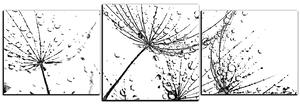 Obraz na plátně - Pampelišková semínka s kapkami vody - panoráma 5202QD (90x30 cm)