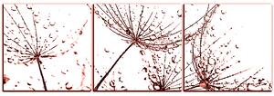 Obraz na plátně - Pampelišková semínka s kapkami vody - panoráma 5202KB (90x30 cm)