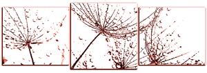Obraz na plátně - Pampelišková semínka s kapkami vody - panoráma 5202KD (150x50 cm)