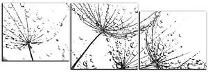 Obraz na plátně - Pampelišková semínka s kapkami vody - panoráma 5202QE (150x50 cm)