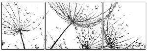 Obraz na plátně - Pampelišková semínka s kapkami vody - panoráma 5202QC (150x50 cm)