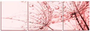 Obraz na plátně - Pampeliška s kapkami vody - panoráma 5203KC (90x30 cm)