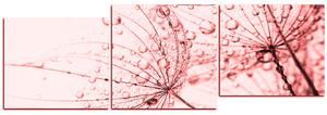 Obraz na plátně - Pampeliška s kapkami vody - panoráma 5203KE (90x30 cm)