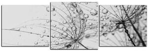 Obraz na plátně - Pampeliška s kapkami vody - panoráma 5203QD (150x50 cm)
