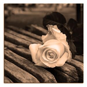 Obraz na plátně - Bílá růže na lavici - čtverec 3224FA (50x50 cm)